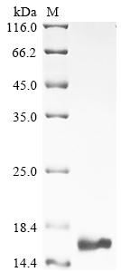 Greater than 90% as determined by SDS-PAGE.Recombinant Mouse Otoraplin (OTOR) Protein (His)