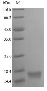 Greater than 90% as determined by SDS-PAGE.Recombinant Human Oxytocin-Neurophysin 1 (OXT) Protein (His)