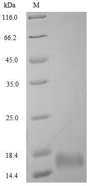 Greater than 85% as determined by SDS-PAGE.Recombinant Human Oxytocin-Neurophysin 1 (OXT)