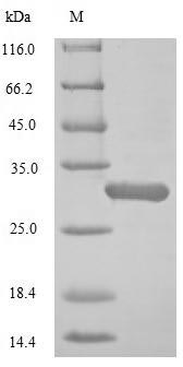 Greater than 85% as determined by SDS-PAGE.Recombinant Human Oxytocin-Neurophysin 1 (OXT) Protein (His-sumostar)