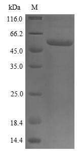 Greater than 85% as determined by SDS-PAGE.Recombinant Human Protein Disulfide-Isomerase (P4HB) Protein (His&His)