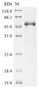 Greater than 85% as determined by SDS-PAGE.