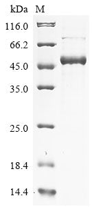 Greater than 90% as determined by SDS-PAGE.Recombinant Mouse Phenylalanine-4-Hydroxylase (PAH) Protein (His)