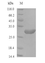 Greater than 90% as determined by SDS-PAGE.Recombinant Saccharomyces Cerevisiae Proliferating Cell Nuclear Antigen (POL30) Protein (His)