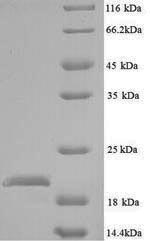 Greater than 90% as determined by SDS-PAGE.