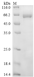 Greater than 85% as determined by SDS-PAGE.Recombinant Mouse Protein Disulfide-Isomerase A2 (PDIA2) Protein (His)