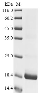 Greater than 85% as determined by SDS-PAGE.Recombinant Pig Platelet Factor 4 (PF4) Protein (mFc)