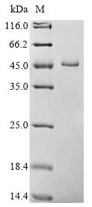 Greater than 90% as determined by SDS-PAGE.