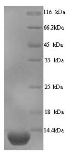 Greater than 90% as determined by SDS-PAGE.Recombinant Human Elafin (PI3) Protein (His)