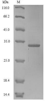 Greater than 85% as determined by SDS-PAGE.Recombinant Pseudechis Porphyriacus Basic Phospholipase A2 Pseudexin B Chain (SVPLA2) Protein (His-sumostar)