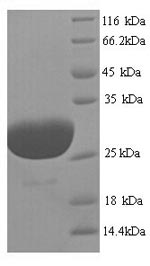 Greater than 90% as determined by SDS-PAGE.Recombinant Human Cardiac Phospholamban (PLN) Protein (GST)