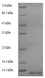 Greater than 90% as determined by SDS-PAGE.Recombinant Oncorhynchus Mykiss Myelin Proteolipid Protein (PLP) Protein (His/Tag-Free)