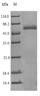 Greater than 90% as determined by SDS-PAGE.Recombinant Human Phospholipid Transfer Protein (PLTP) Protein (His)