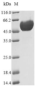 Greater than 90% as determined by SDS-PAGE.