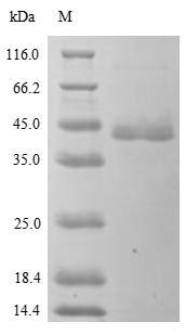 Greater than 90% as determined by SDS-PAGE.Recombinant Human Paraneoplastic Antigen Ma2 (PNMA2) Protein (His)