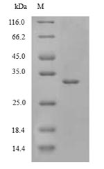 Greater than 90% as determined by SDS-PAGE.Recombinant Drosophila Melanogaster Dna-Directed Rna Polymerase Ii Subunit Rpb1 (RPII215) Protein (His)