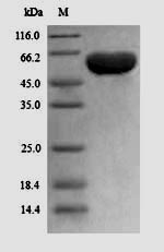 Greater than 90% as determined by SDS-PAGE.Recombinant Human Peroxisome Proliferator-Activated Receptor Gamma (PPARG) Protein (His)