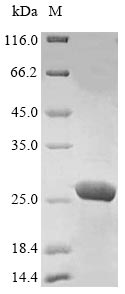 Greater than 85% as determined by SDS-PAGE.