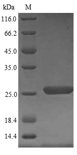 Greater than 90% as determined by SDS-PAGE.