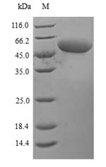 Greater than 90% as determined by SDS-PAGE.Recombinant Mouse Perforin-1 (PRF1) Protein (His)
