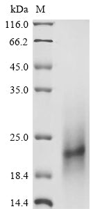 Greater than 85% as determined by SDS-PAGE.Recombinant Human Proteoglycan 4 (PRG4) Protein (His)