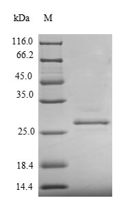 Greater than 90% as determined by SDS-PAGE.