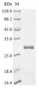 Greater than 90% as determined by SDS-PAGE.Recombinant Human Trypsin-1 (PRSS1) Protein (His)