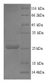 Greater than 90% as determined by SDS-PAGE.
