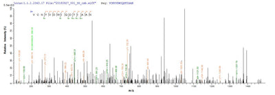 Based on the SEQUEST from database of Yeast host and target protein, the LC-MS/MS Analysis result of this product could indicate that this peptide derived from Yeast-expressed Rattus norvegicus (Rat) Prss2.