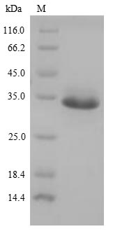 Greater than 85% as determined by SDS-PAGE.Recombinant Bovine Enteropeptidase (TMPRSS15) Protein (His)