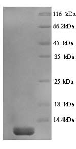 Greater than 90% as determined by SDS-PAGE.