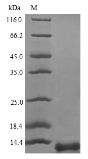 Greater than 90% as determined by SDS-PAGE.Recombinant Human Prosaposin (PSAP) Protein (His)
