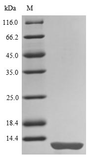 Greater than 90% as determined by SDS-PAGE.