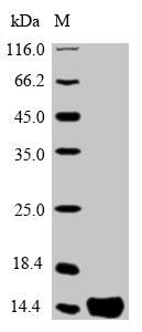 Greater than 85% as determined by SDS-PAGE.Recombinant Human Prothymosin Alpha (PTMA) Protein (His)