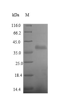 Greater than 90% as determined by SDS-PAGE.Recombinant Human Receptor-Type Tyrosine-Protein Phosphatase Beta (PTPRB) Protein (His)