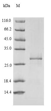 Greater than 90% as determined by SDS-PAGE.Recombinant Receptor-Type Tyrosine-Protein Phosphatase Zeta (PTPRZ1) Protein (His)
