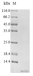 Greater than 90% as determined by SDS-PAGE.Recombinant Human Peptide Yy (PYY) Protein (His)