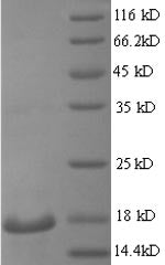 Greater than 90% as determined by SDS-PAGE.Recombinant Mouse Regenerating Islet-Derived Protein 3-Gamma (REG3G) Protein (His)