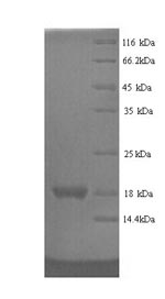 Greater than 90% as determined by SDS-PAGE.Recombinant Rat Regenerating Islet-Derived Protein 3-Gamma (REG3G) Protein (His)