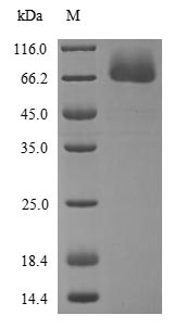 Greater than 85% as determined by SDS-PAGE.Recombinant Human Proto-Oncogene C-Rel (REL) Protein (His)