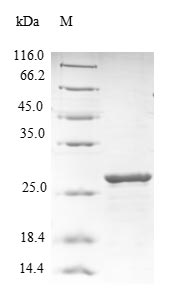 Greater than 90% as determined by SDS-PAGE.Recombinant Human Reelin (RELN) Protein (His)