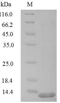 Greater than 90% as determined by SDS-PAGE.Recombinant Human Replication Factor C Subunit 1 (RFC1) Protein (His)