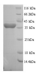 Greater than 90% as determined by SDS-PAGE.Recombinant Rat Regucalcin (RGN) Protein (His)