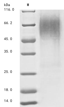 Greater than 85% as determined by SDS-PAGE.Recombinant Pig Rhodopsin (RHO) Protein (His)