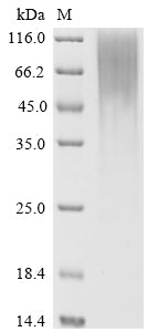 Greater than 90% as determined by SDS-PAGE.