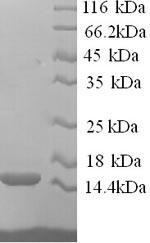 Greater than 90% as determined by SDS-PAGE.