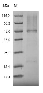Greater than 90% as determined by SDS-PAGE.Recombinant Mouse Nuclear Receptor Ror-Gamma (RORC) Protein (His)