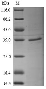 Greater than 85% as determined by SDS-PAGE.Recombinant Human 40S Ribosomal Protein Sa (RPSA) Protein (His)