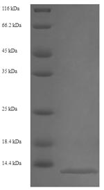 Greater than 90% as determined by SDS-PAGE.Recombinant Mouse Protein S100-A8 (S100A8) Protein (His)