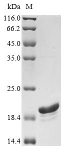 Greater than 90% as determined by SDS-PAGE.Recombinant Sheep Serum Amyloid A Protein (SAA1) Protein (DEEP1)